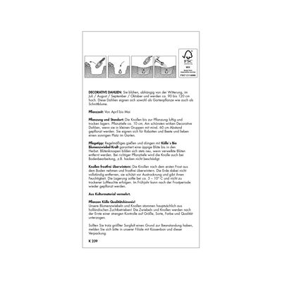 Schmuck-Dahlie 'Luca Johanna' rosa/weiß, 1 Blumenknolle Schmuck-Dahlie 'Luca Johanna' rosa/weiß, 1 Blumenknolle