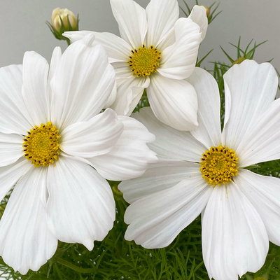Cosmea, Farben zufällig, Topf-Ø 12 cm, Höhe ca. 25 cm, 6 Pflanzen