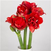 Blumenbund Amaryllis 'Red Nymph', rot gefüllt, 3 Stiele, inkl. gratis Grußkarte