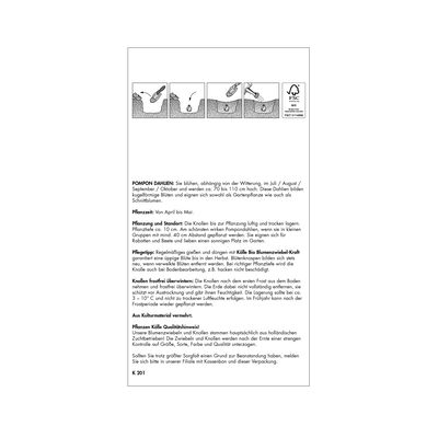 XXL Pompon-Dahlie 'Chick a Dee', purpur, weiß, Größe 1, 3 Blumenknollen