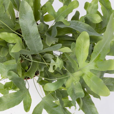 Phlebodium aureum 'Blue Star', Topf-Ø 12 cm, Höhe ca. 30 cm, 3er-Set