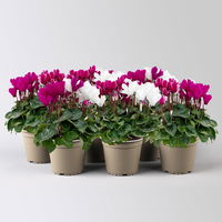 Alpenveilchen 'Trio', lila, weiß & lila-weiß, Topf-Ø 13 cm, 6 Pflanzen