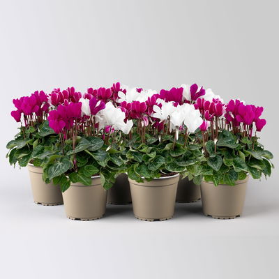 Alpenveilchen 'Trio', lila, weiß & lila-weiß, Topf-Ø 13 cm, 6 Pflanzen