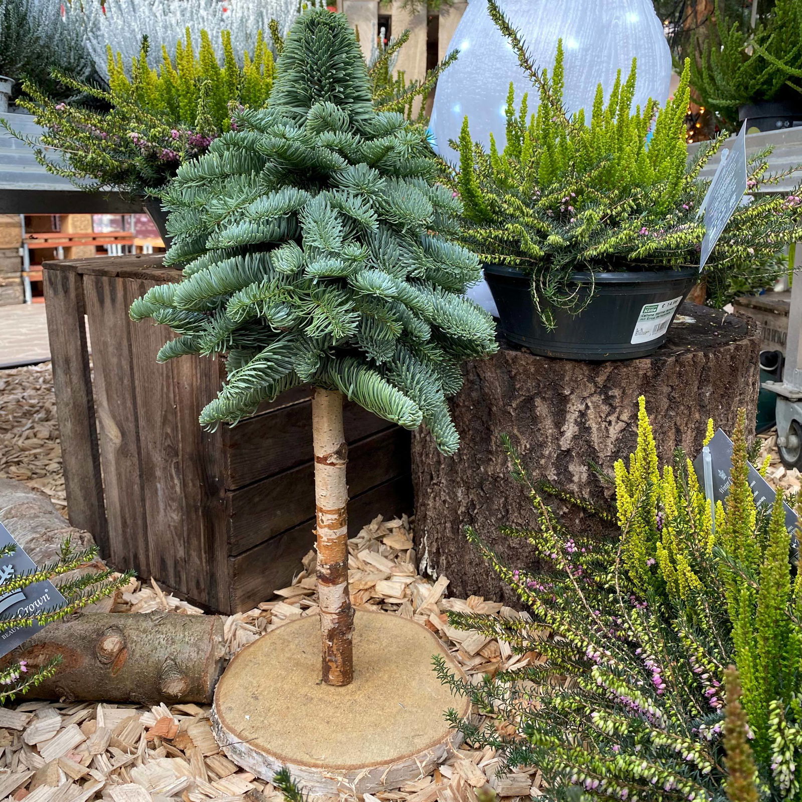 gebundener Baum aus echter Nobilistanne auf Stamm, Höhe ca. 60 cm