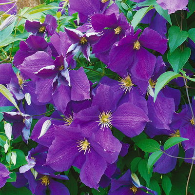 Kölle Clematis 