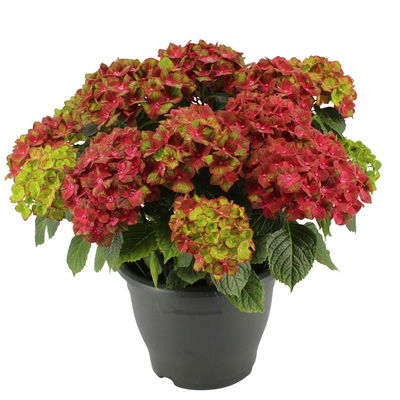 Hortensie 'Leuchtfeuer', Busch, rot, Topf-Ø 23 cm, Höhe ca. 50 cm
