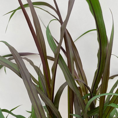 Lampenputzergras 'Vertigo',dunkellaubig, Topf-Ø 19 cm, 2 Stück Lampenputzergras 'Vertigo',dunkellaubig, Topf-Ø 19 cm, 2 Stück