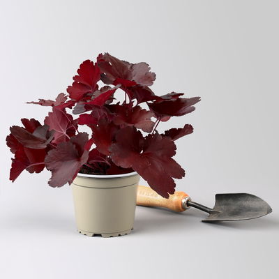 Bio Purpurglöckchen 'Fire Alarm', rot, Topf-Ø 12 cm, 3 Pflanzen Bio Purpurglöckchen 'Fire Alarm', rot, Topf-Ø 12 cm, 3 Pflanzen