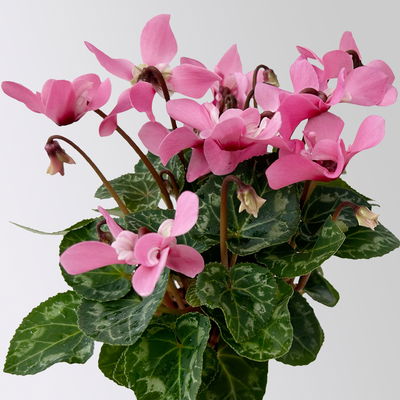 Alpenveilchen Mini, rosa, schirmartig, Topf-Ø 6 cm, 10 Pflanzen Alpenveilchen Mini, rosa, schirmartig, Topf-Ø 6 cm, 10 Pflanzen