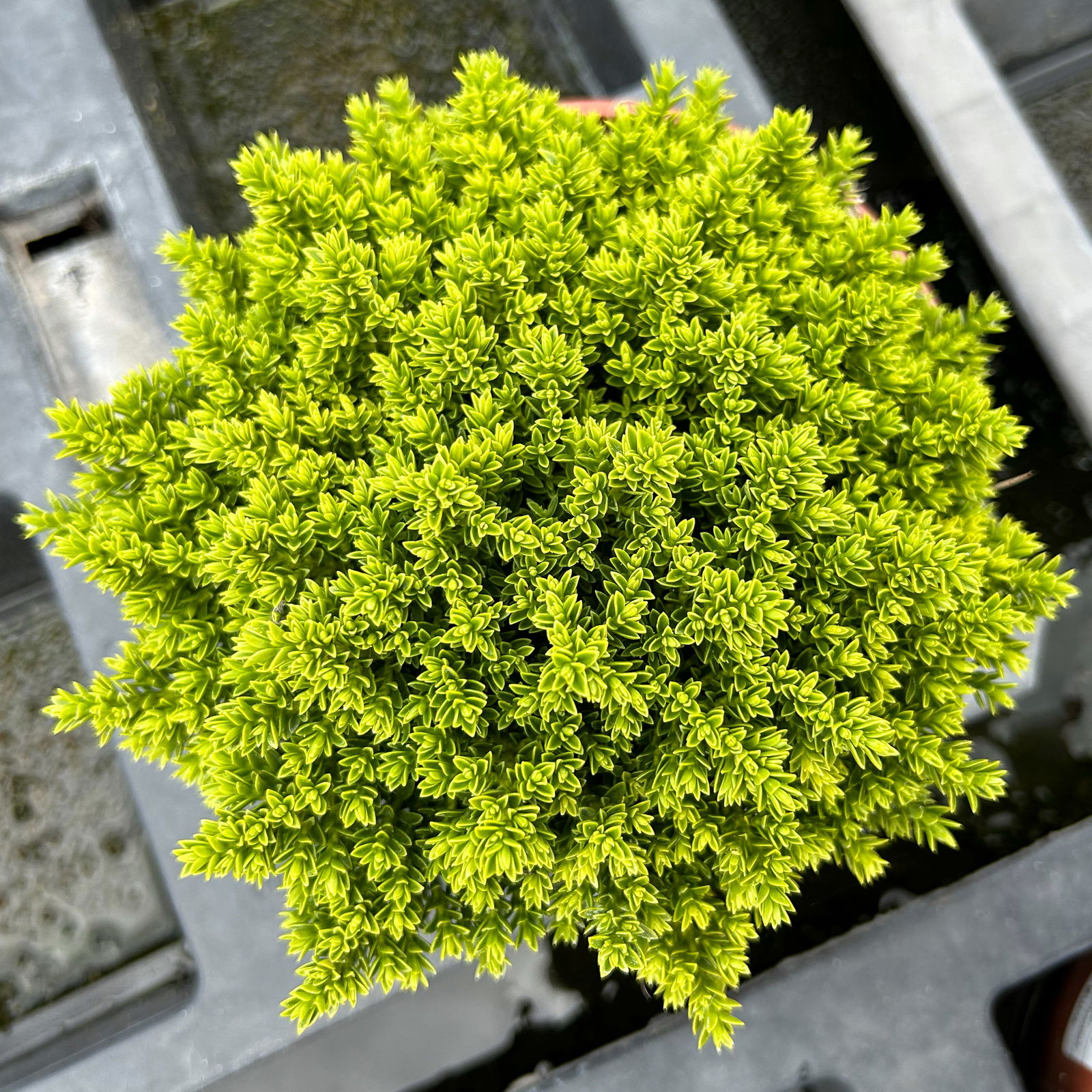 Hebe 'Green Globe', Topf-Ø 12cm, 3er-Set