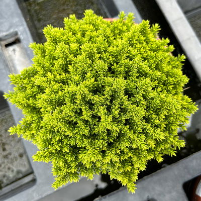 Hebe 'Green Globe', Topf-Ø 12cm, 3er-Set