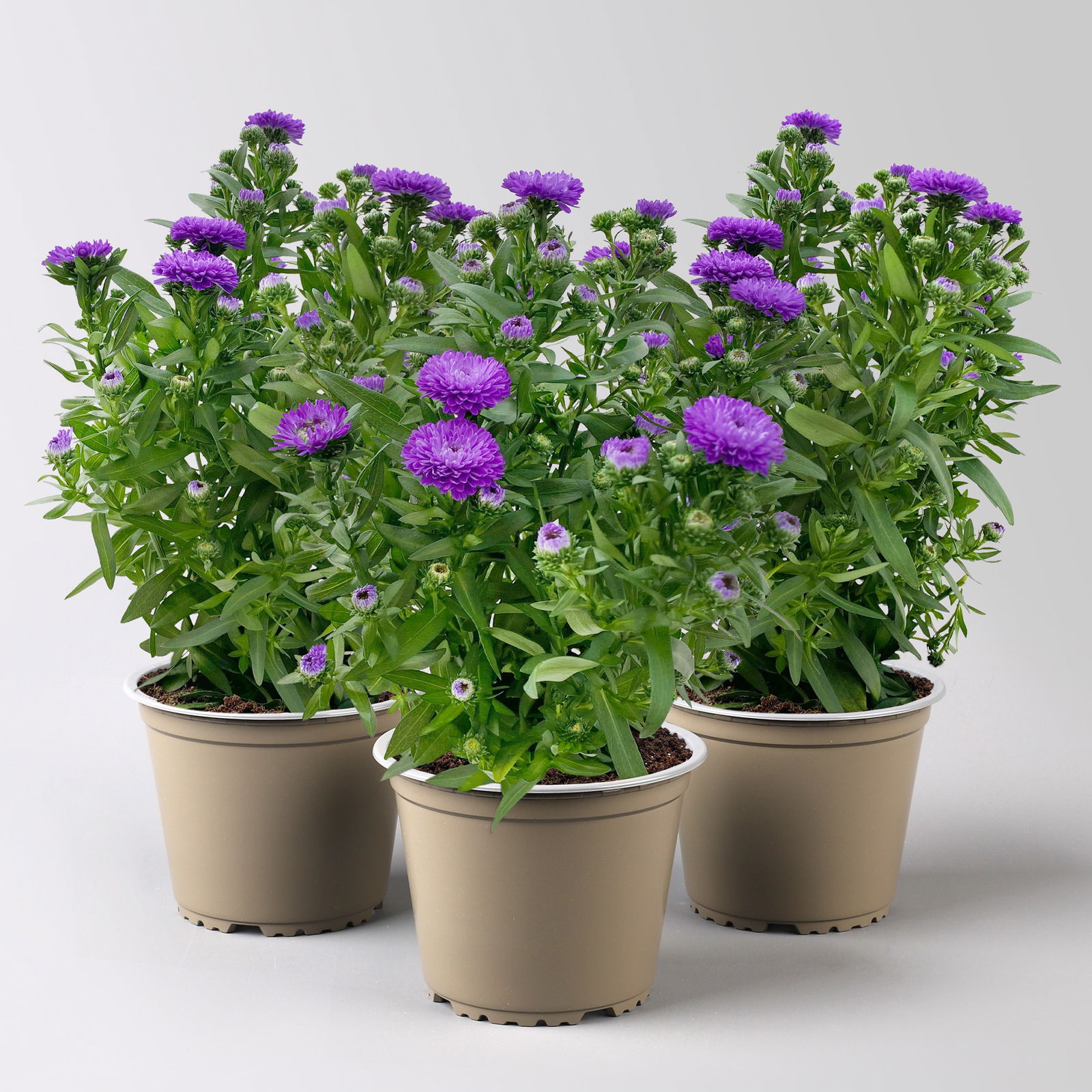 Aster novi-belgii, blau gefüllt, Topf-Ø 12 cm, 3er-Set