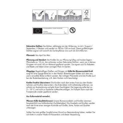 Kölles Beste Dahlie 'Crazy Love', weiß/rosa, 1 Blumenknolle
