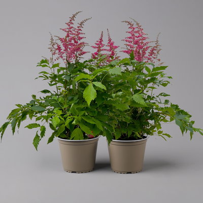Astilbe arendsii, rot, Topf-Ø 15 cm, 2er-Set