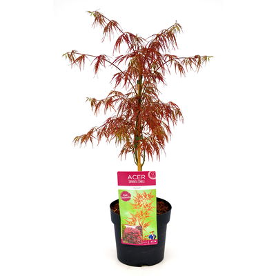 Roter Schlitzahorn 'Dissectum Garnet', Höhe 40 - 60 cm, Topf-Ø 19 cm
