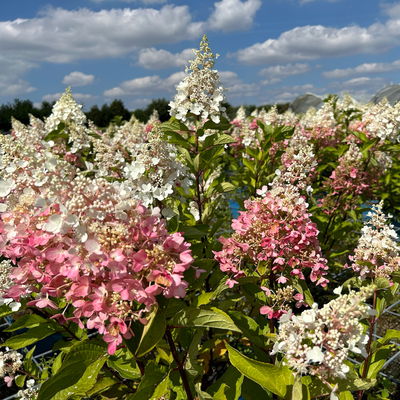Rispenhortensie 'Pinky Winky'® DVP PinkyⓈ, Höhe ca. 30-40 cm, Topf 5 Liter Rispenhortensie 'Pinky Winky'® DVP PinkyⓈ, Höhe ca. 30-40 cm, Topf 5 Liter