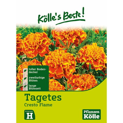 Blumensamen, Studentenblume 'Cresto Flame'