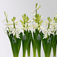 Hyazinthe, weiß, beschneit, vorgetrieben, Topf-Ø 12 cm, 6 Pflanzen