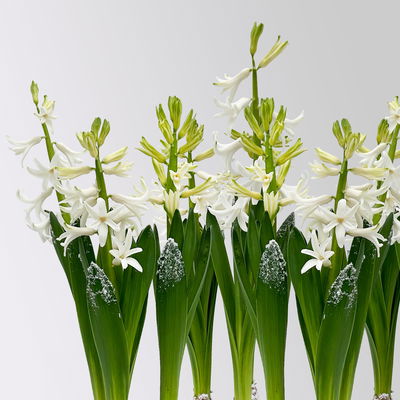 Hyazinthe, weiß, beschneit, vorgetrieben, Topf-Ø 12 cm, 6 Pflanzen