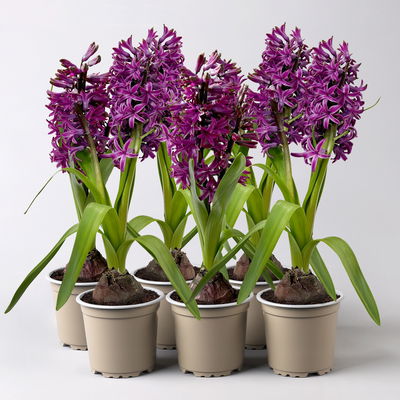Hyazinthe, lila, vorgetrieben, Topf-Ø 9 cm, 6 Pflanzen