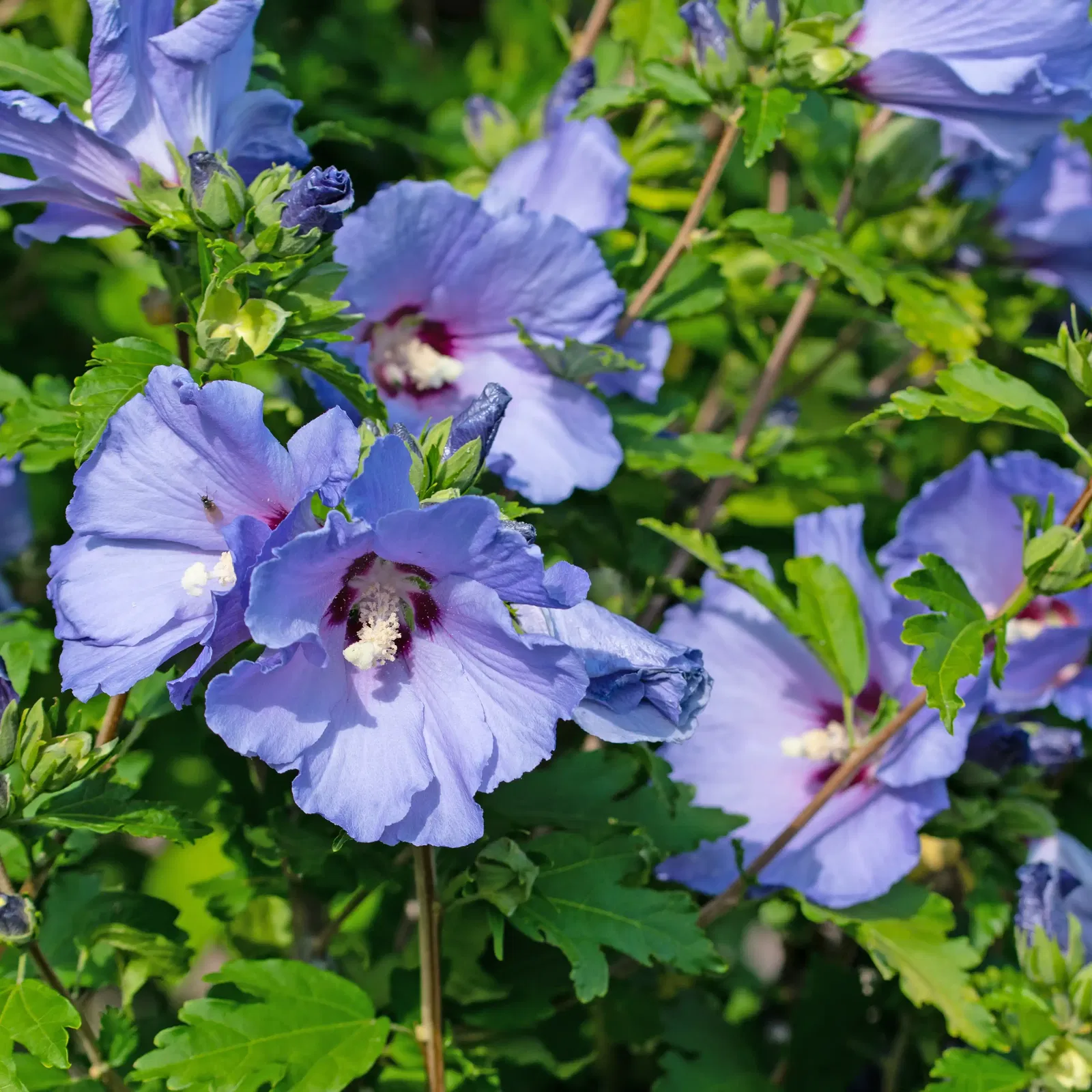 Gartenhibiskus