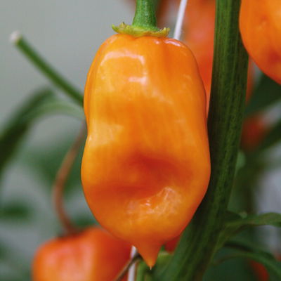 Chili Habanero 'Calita® Orange, sehr scharf, Topf-Ø 10,5 cm, 6er-Set Chili Habanero 'Calita® Orange, sehr scharf, Topf-Ø 10,5 cm, 6er-Set