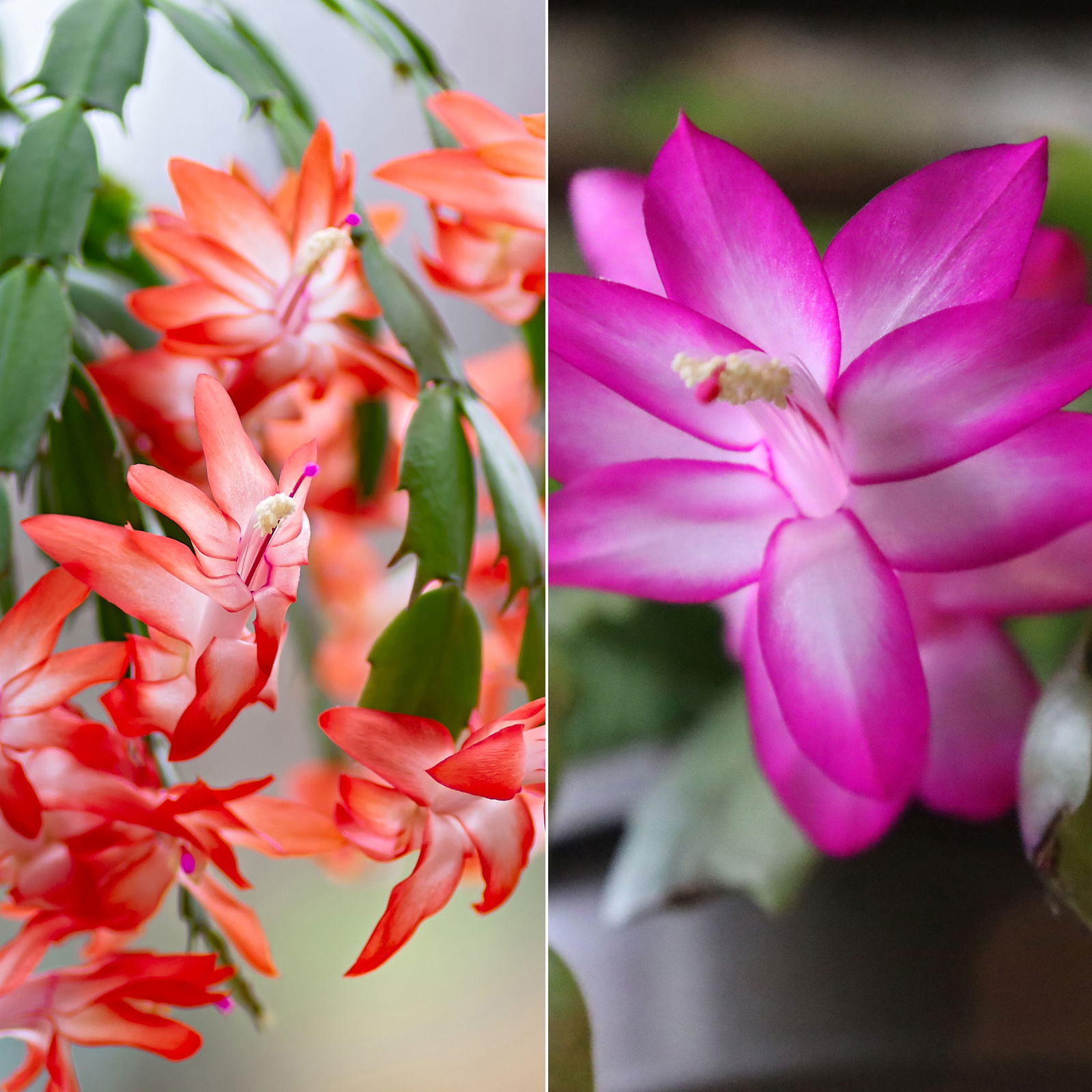 Weihnachtskaktus 'Spicy Stars Mix', lila/orange, Topf-Ø 12 cm, 6 Pflanzen