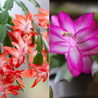 Weihnachtskaktus 'Spicy Stars Mix', lila/orange, Topf-Ø 12 cm, 6 Pflanzen