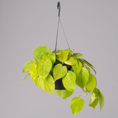 Philodendron 'Lemon Lime' in Blumenampel, Topf-Ø 17 cm, Höhe ca. 30 cm Philodendron 'Lemon Lime' in Blumenampel, Topf-Ø 17 cm, Höhe ca. 30 cm