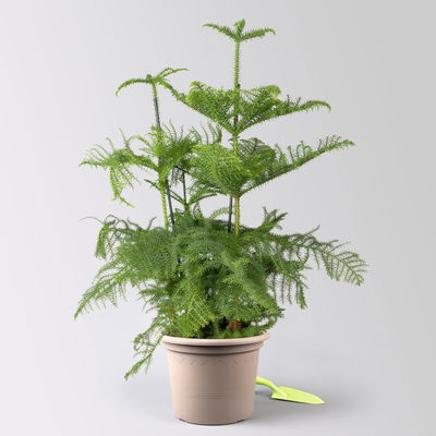 Zimmertanne, 3er Tuff, Topf-Ø 27 cm, Höhe ca. 100 cm