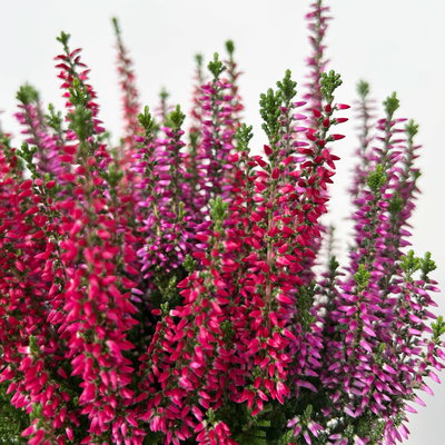 Calluna 'Twin', rot-lila, Topf-Ø 10,5 cm, 6 Pflanzen Calluna 'Twin', rot-lila, Topf-Ø 10,5 cm, 6 Pflanzen