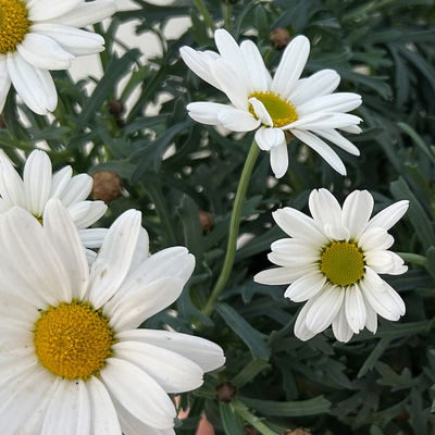 Margerite 'Beejou', weiß, Topf-Ø 14 cm, 3 Pflanzen