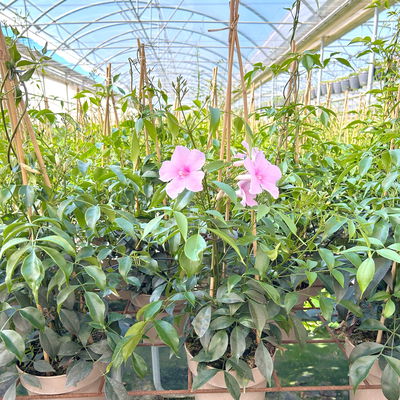 Pandorea, rosa, Pyramide, Topf-Ø 17 cm, Höhe ca. 70 cm Pandorea, rosa, Pyramide, Topf-Ø 17 cm, Höhe ca. 70 cm