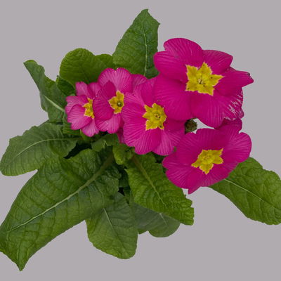 Hohe Schlüsselblume 'Inara® Pink', pink, Topf-Ø 13 cm, 6 Pflanzen Hohe Schlüsselblume 'Inara® Pink', pink, Topf-Ø 13 cm, 6 Pflanzen