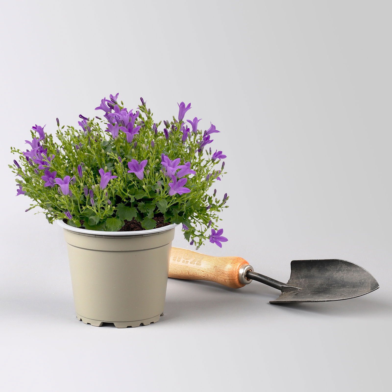 Campanula 'Ambella® Purple' lila, Topf-Ø 12 cm, 3er-Set