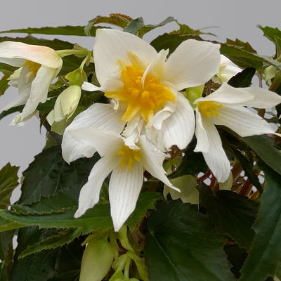 Begonie 'SUMMERWINGS™ White' weiß, Topf-Ø 13 cm, 6er-Set Begonie 'SUMMERWINGS™ White' weiß, Topf-Ø 13 cm, 6er-Set