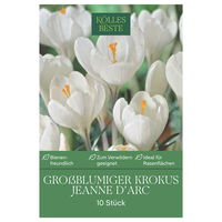 XXL Großblumige Krokusse Jeanne d' Arc weiß, 10 Blumenzwiebeln