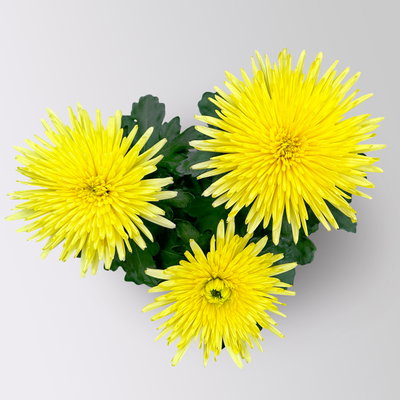 Chrysantheme 'Anastasia', gelb, großblumig, Topf-Ø 13 cm, 3 Pflanzen Chrysantheme 'Anastasia', gelb, großblumig, Topf-Ø 13 cm, 3 Pflanzen