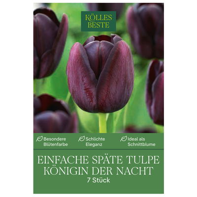 Einfache späte Tulpen Königin der Nacht schwarz, 7 Blumenzwiebeln