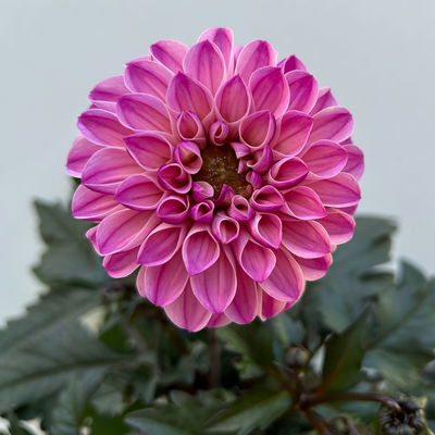 Dahlie, Farbe zufällig, Topf-Ø 14 cm, 4 Pflanzen