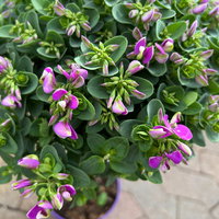 Kreuzblume 'Bibi Pink', rosa-violett, Topf-Ø 17 cm, Höhe ca. 40 cm, 2 Pflanzen