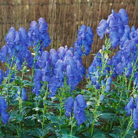 Bio Herbst-Eisenhut 'Arendsii' blau, Topf-Ø 11 cm, 3 Pflanzen