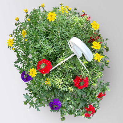 Blumenampel TrioMio™ 'Tweety Pop', blau-rot-gelb, Ampeltopf ca. 27 cm Ø