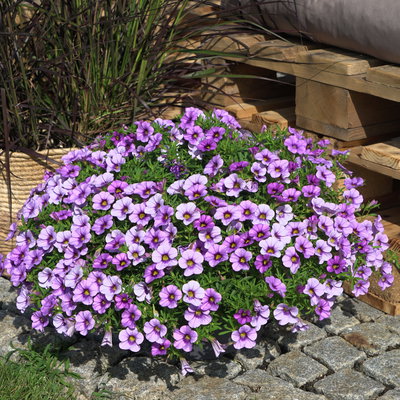 Zauberglöckchen 'Lavandula Cheesecake' lila, Topf-Ø 13 cm, 6 Pflanzen