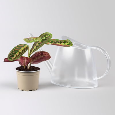 Grünpflanzenset für Grüne Wand, bunter Mix, Topf-Ø 8,5 cm, 12 Pflanzen