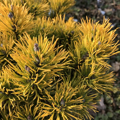 Wintergelbe Bergkiefer 'Carsten's Wintergold', Höhe 25-30 cm, Topf 4 lt, 2er-Set Wintergelbe Bergkiefer 'Carsten's Wintergold', Höhe 25-30 cm, Topf 4 lt, 2er-Set