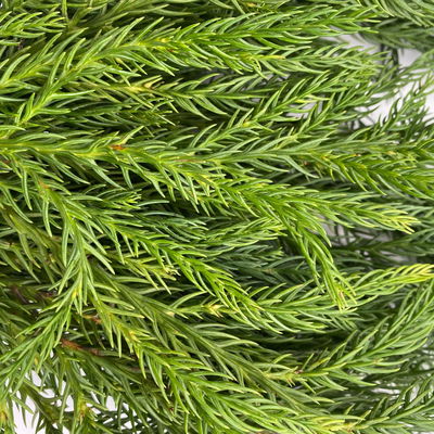 Bio Sicheltannen-Zweige im Handbund, 5 Bund Bio Sicheltannen-Zweige im Handbund, 5 Bund