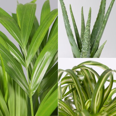 Grünpflanzenkreation  Grünpflanzenkreation