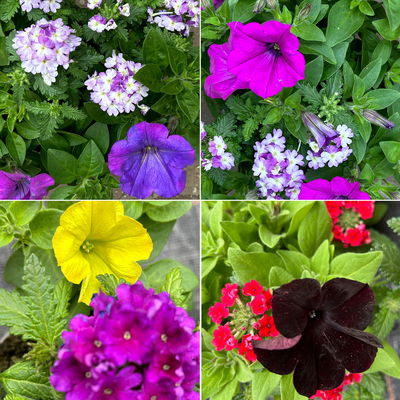 Eisenkraut/Petunien Duo, Mix zufällig, Topf-Ø 14 cm, 4er-Set