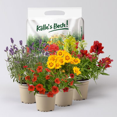 Pflanzenkreation Bunter Sommer, klein, 4 Pflanzen inkl. Erde Pflanzenkreation Bunter Sommer, klein, 4 Pflanzen inkl. Erde